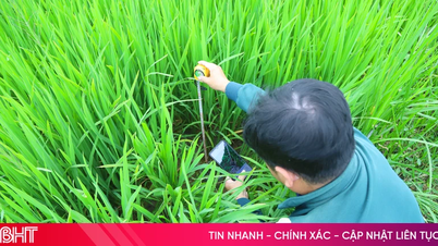 Bagaimanakah pelepasan gas rumah hijau di sawah padi Ha Tinh "diukur"?