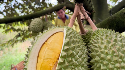 Prix ​​du durian aujourd'hui, 8 avril 2026 : stables.