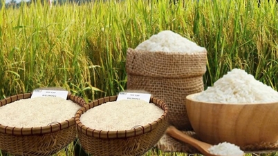 Rice prices today, April 8th: Fresh paddy prices increase.