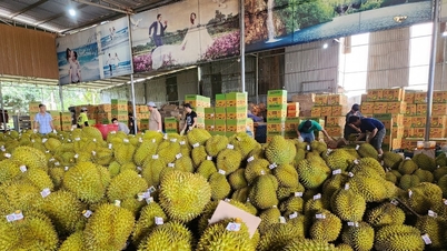 Prix ​​du durian aujourd'hui, 8 avril 2026 : stables.