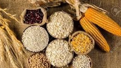FAO prognozuje, że światowa produkcja zbóż w sezonie 2025/26 osiągnie rekordowy poziom 3 036 milionów ton.