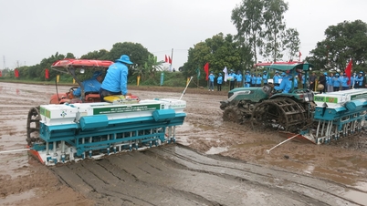 Hai Phong beschikt nu over 3.279 hectare aan rijstvelden met lage emissies.