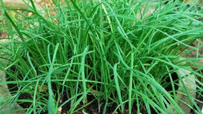 チャイブを使って体を解毒し、肝臓を保護する方法。