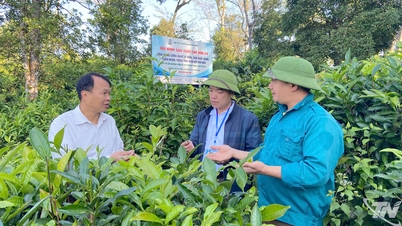 Yen Binh bloeit op.