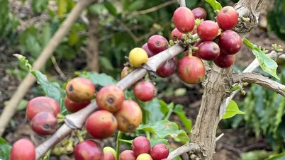 Koffieprijzen vandaag, 9 april 2026: Arabica keert het tij en stijgt dramatisch.