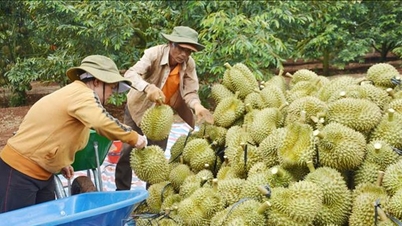 Durian prices today, April 9, 2026: The market remains stable.