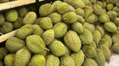Durian prices today, April 9, 2026: Stable, RI6 from 52,000 VND.