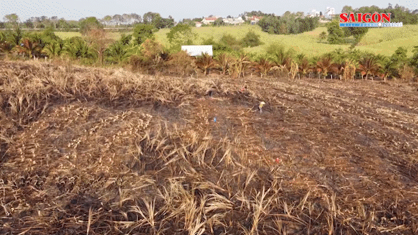 Η καυτή ζέστη έχει κάψει εκατοντάδες εκτάρια ζαχαροκάλαμου που ανήκουν σε αγρότες στο Ντακ Λακ.