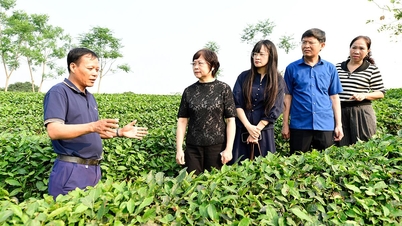 A delegation from the Department of Agriculture and Rural Affairs of Guangxi Zhuang Autonomous Region, China, conducted a field survey at My Lam Tea Joint Stock Company.