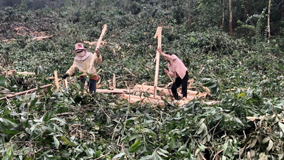Gia Lai : Les prix du bois brut augmentent, mais les profits tirés du reboisement ne sont pas élevés.
