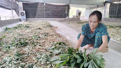 Economic development through silkworm farming model