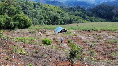 Lam Dong refuerza la gestión de los bosques naturales tras una actualización de datos inexacta.
