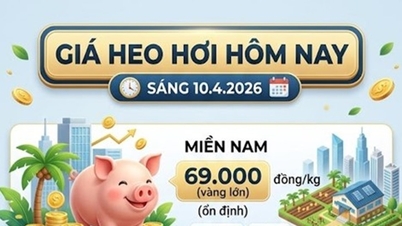 ราคาเนื้อหมู ณ วันที่ 10 เมษายน: ภาคใต้ยังคงสูงอยู่ที่ 69,000 ดอง/กิโลกรัม