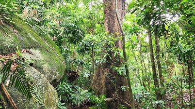 উত্তর হাই ভানের সবুজ অরণ্য