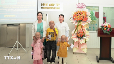Successful bone marrow transplants were performed on three children with thalassemia and neuroblastoma.