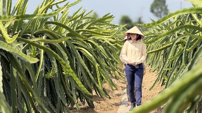 Tay Ninh: Utvecklar högteknologiskt jordbruk, fast besluten att uppnå 4 % tillväxt år 2026.