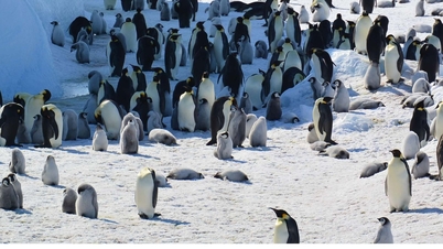 Buzların erimesi nedeniyle imparator penguenler nesli tükenmekte olan türler arasına giriyor.