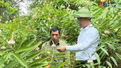 Hoanh Mo: Rozšíření plochy pro pěstování *Ixora coccinea* pod lesním porostem.