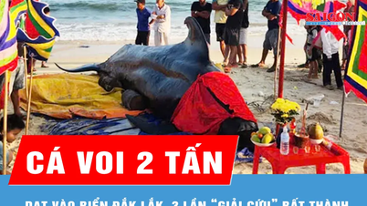 En 2 ton tung val strandade i Dak Lak, tre räddningsförsök misslyckades.