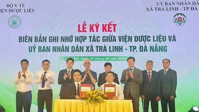 La comuna de Tra Linh firma un acuerdo de cooperación para la investigación, conservación y desarrollo de plantas medicinales.