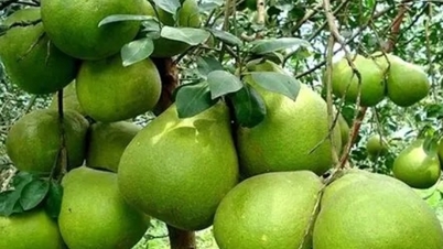 वियतनामी पोमेलो ने आधिकारिक तौर पर ऑस्ट्रेलियाई बाजार में प्रवेश कर लिया है।