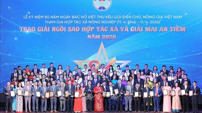 100 outstanding cooperatives were awarded the Cooperative Star Award and the Mai An Tiêm Award in 2026.