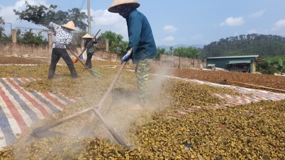 Csillagánizs szezon Hoanh Mo-ban