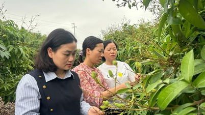Hai Phongs litchiproduktion förväntas uppgå till cirka 55 000 ton.
