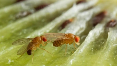 Climate change can cause organisms to evolve rapidly over many generations.