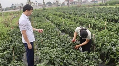 «Pass»-kode for dyrkingsområder baner vei for at Thanh Hoa-landbruksprodukter kan komme inn i krevende markeder.