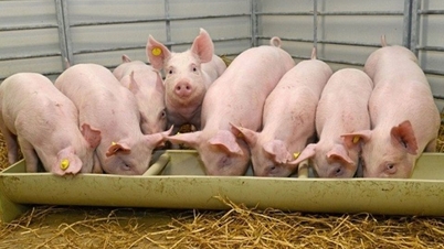 Fläskpriserna den 11 april: Många provinser i norra och centrala Vietnam såg en minskning med 1 000–2 000 VND/kg.