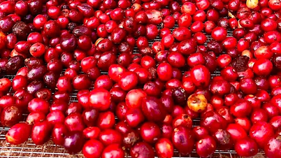 Os preços do café caíram para 85.000 VND/kg, enquanto os preços da pimenta subiram ligeiramente.