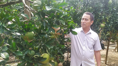 The effectiveness of the ICM model on pomelo trees in Xuan Vien.