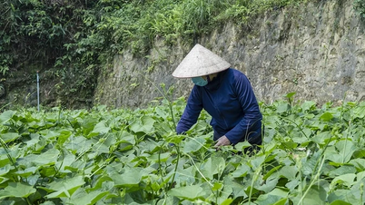 Tam Dao pendant la saison de croissance de la chayote