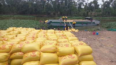 Rice prices for the 2025-2026 Winter-Spring crop are expected to increase slightly.