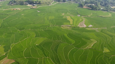 Hop Thanh expands the area of ​​high-quality rice cultivation, forming a concentrated commodity production zone.