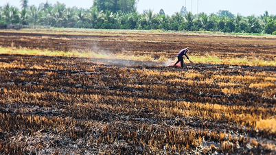 The practice of burning straw in the fields still persists, causing pollution and waste.