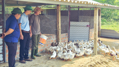 Entwicklung des wirtschaftlichen Potenzials der Hügelgebiete in Vinh Thuy