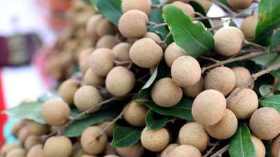 ¿Por qué se considera al longan un superalimento?