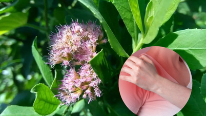 キク科植物であるキク（Chrysanthemum indicum）の骨や関節の痛みに対する鎮痛効果。