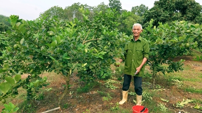 By grafting American lemons onto pomelo rootstock, farmers in Thanh Hoa province earn hundreds of millions of dong per year.