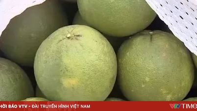 First shipment of pomelos exported to Australia.