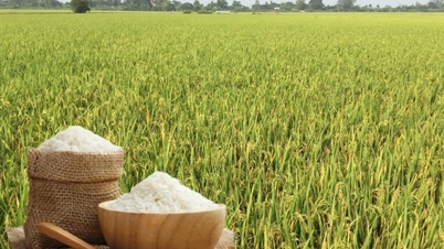 Rice prices today, April 13th: Raw rice for export decreases.