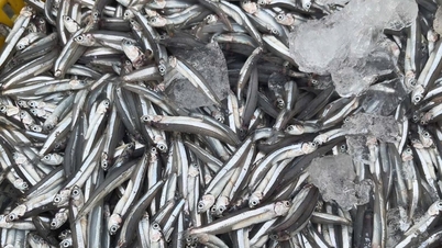 Rybacy z Mui Ne osiągają duże zyski dzięki połowom anchois.