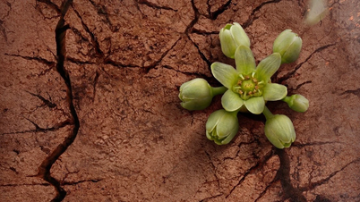 Vi presenterar projektet "Red Soil" om hjältinnan Vo Thi Sau.