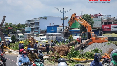 Cidade de Ho Chi Minh: Muitas árvores estão sendo derrubadas para dar lugar à construção de estações subterrâneas na Linha 2 do Metrô.