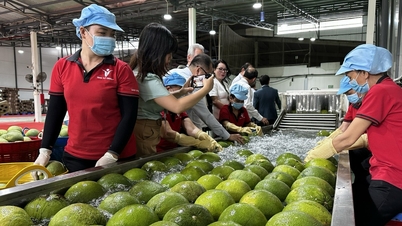 A Vinh Long hivatalosan is exportálja első pomelo-szállítmányát Ausztráliába.