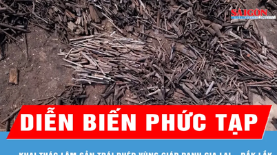 Illegale houtkap in het grensgebied tussen Gia Lai en Dak Lak: een complexe situatie.