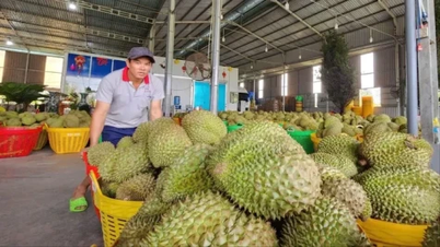 Vietnam'ın Çin'e meyve ve sebze ihracatı önemli ölçüde arttı.