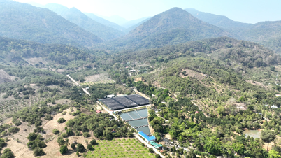Sturgeon farming model in Bac Ai Tay commune: Making good use of the advantages of the highland region.